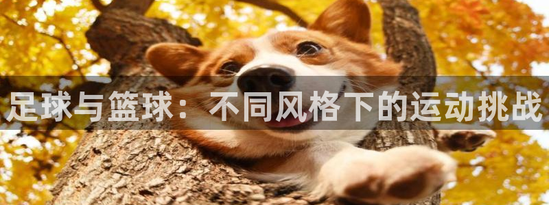 77体育：足球与篮球：不同风格下的运动挑战
